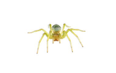 Green cribellate spider isolated on white background, Nigma walckenaeri
