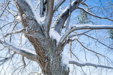 Lime tree covered by ice in the wintertime with blue sky