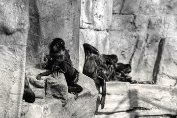 Fototapeta na wymiar spider monkeys against the wall sitting