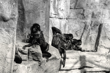 spider monkeys against the wall sitting