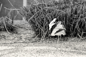 pied avocet