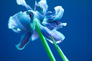 Verwelkte Tulpe - blau Touch 