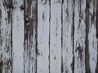 Background of an old faded white and gray wooden fence. The texture of a dirty, battered, wet wood plank with a branch.
