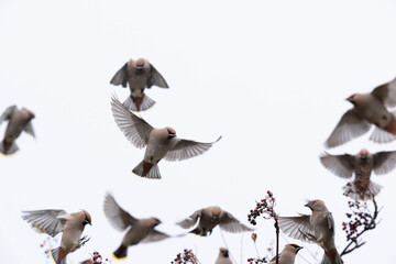 Fototapeta premium The Bohemian waxwing (Bombycilla garrulus)