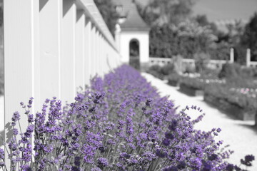 lavender field in region