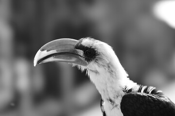close up of a toucan