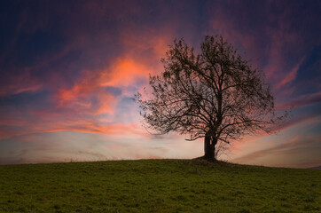 Fototapeta na wymiar Lonely tree in the countryside during sunset, Czech Republic