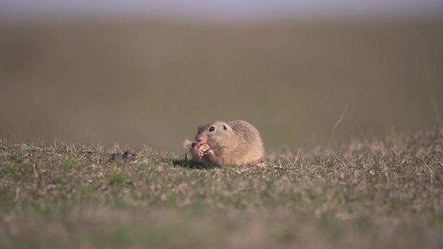 Spermophilus citellus eating and playing with a walnut on the meadow