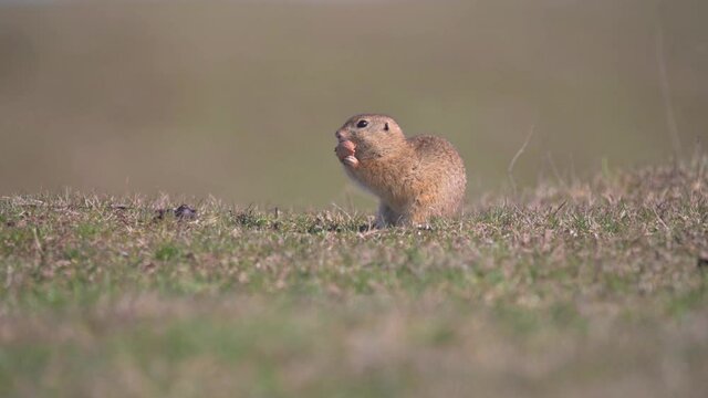 Spermophilus citellus eating and playing with a walnut on the meadow