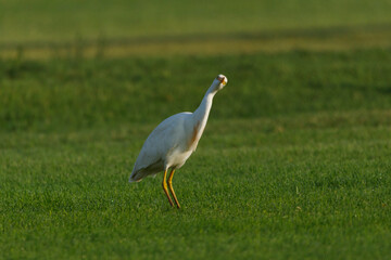 Cattle Egret on green grass field