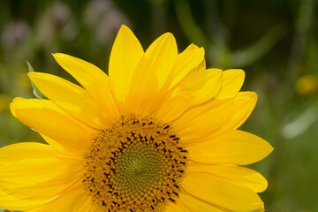 Close up of a large sunflower