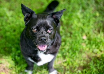 A black and white Chihuahua mixed breed dog with nictitans gland prolapse or 