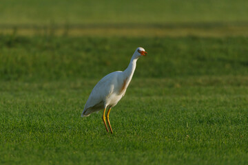 Naklejka premium Cattle Egret on green grass field