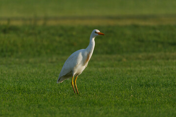 Cattle Egret on green grass field