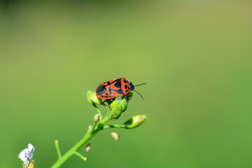 A red bug sits on a plant in front of green nature