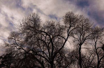 The Winter Trees of Santa Fe