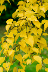 Obraz premium feuilles de bouleau