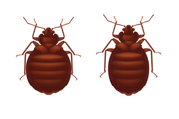 Red bedbug isolated on wihte background. Female and male bedbugs.