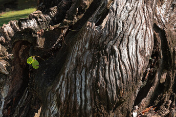 deformed bark of an old tree. Tree trunk structure