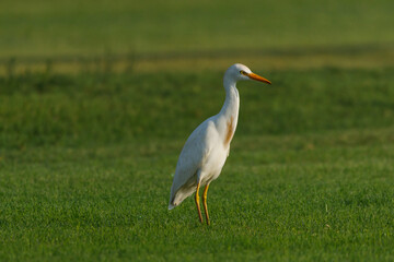 Cattle Egret on green grass field