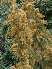 Cupressus sempervirens ou cyprès commun aux rameaux au feuillage écailleux verts pliant sous le poids de petits cônes mâles brun-clair en début de printemps