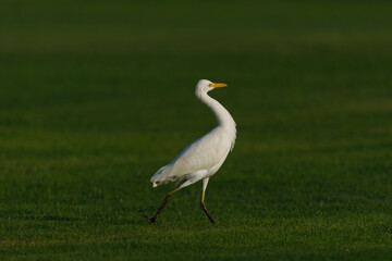 Cattle Egret on green grass field