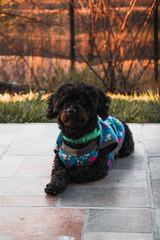 Perro peque&ntilde;o