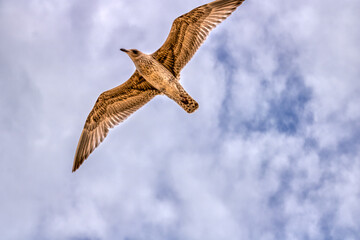 In-Flight Seagull