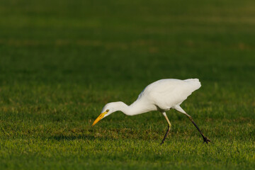 Cattle Egret on green grass field