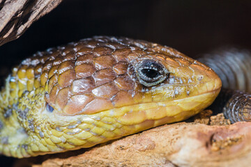 Portrait of a Resting Alligator Lizzard