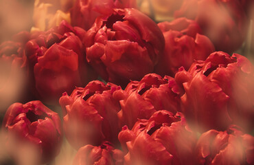 Buds of dark red tulips, close-up, selective focus.