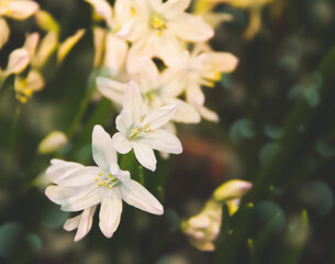 Primroses in the spring garden. Small delicate white flowers.