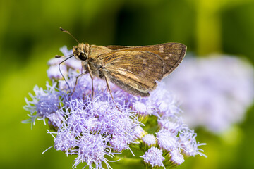 Skipper on Gregg's Mist-Flower