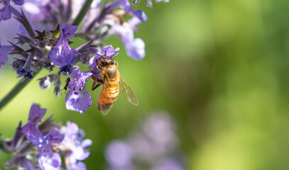 Closeup of a Honey bee ( Apis mellifera) putting her head into the purple flower of Catmint...