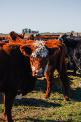 Vaca