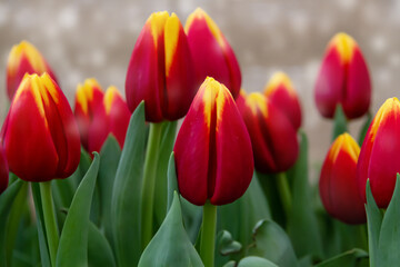 Tulip buds on a background of fresh green leaves.