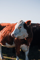 Vaca