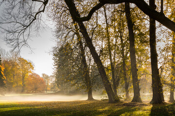 Morning mist in the park
