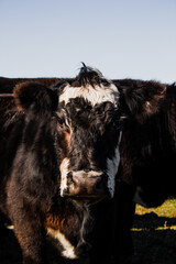 Fototapeta premium Vaca