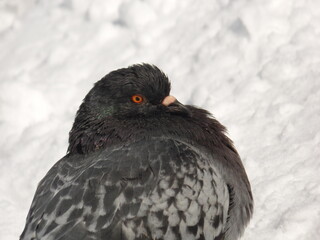 Close photo of pigeon on snow