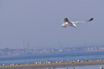 Fototapeta na wymiar Seagull feeding in flight