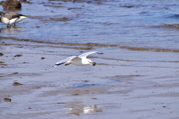 Seagull feeding in flight