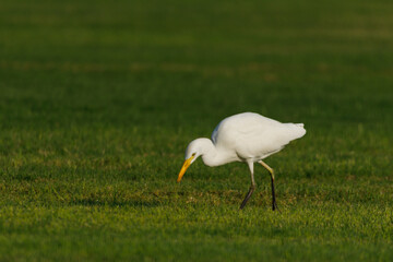 Cattle Egret on green grass field