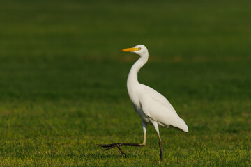Cattle Egret on green grass field
