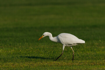 Cattle Egret on green grass field