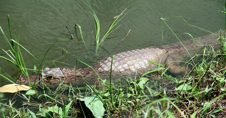 alligator in the grass
