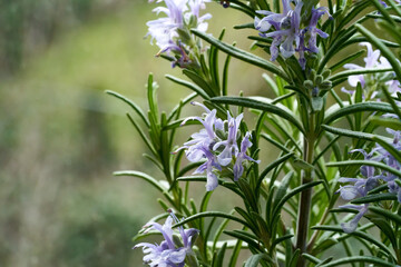 Blooming rosemary plant, close up