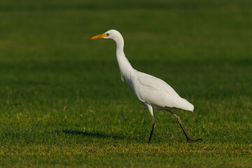 Cattle Egret on green grass field