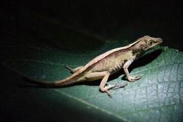 lizard on a tree