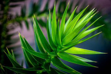 Folhas de araucária no vaso
